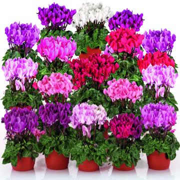 Cyclamen - Super Serie Mix