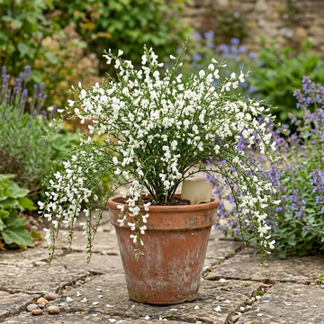 Cytisus (Broom) 'Albus'