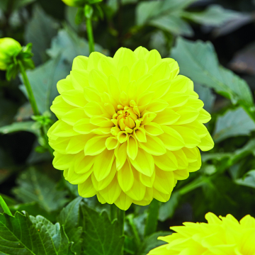 Dahlia - Lubega Yellow