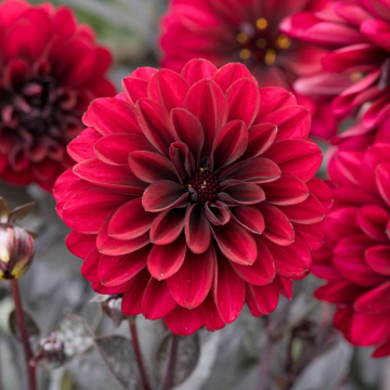 Dahlia - Dalaya Dark Arunya