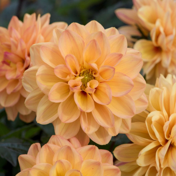 Dahlia 'Dalaya Dark Yuva'
