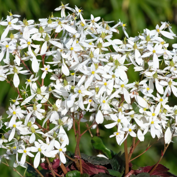 Saxifrage - Dancing Pixies Thea