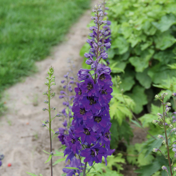 Delphinium - Magic Fountains Dark Blue Dark Bees