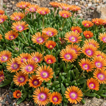 Delosperma - Sundella Apricot