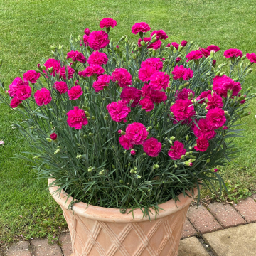 Dianthus - Garden Pleasures Neon Pink