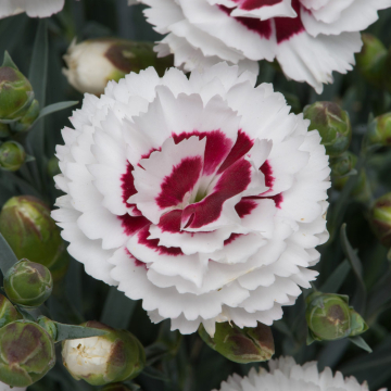 Dianthus - Coconut Sundae