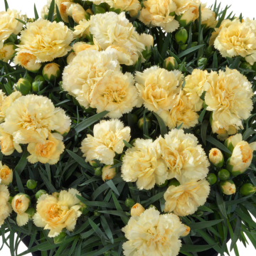 Dianthus - Sunflor Amber
