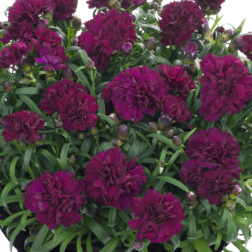 Dianthus - Sunflor Beetle