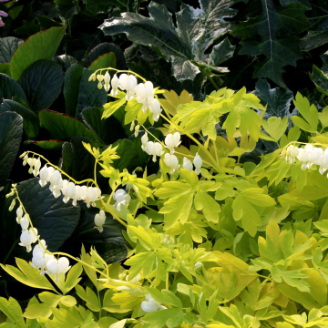 Dicentra - White Gold