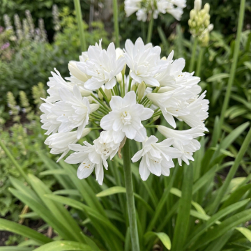 Agapanthus - Dounle Diamond