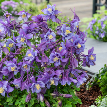 Aquilegia - Earlybird Purple Blue