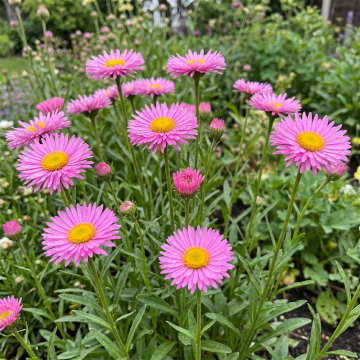 Erigeron - Pink Jewell