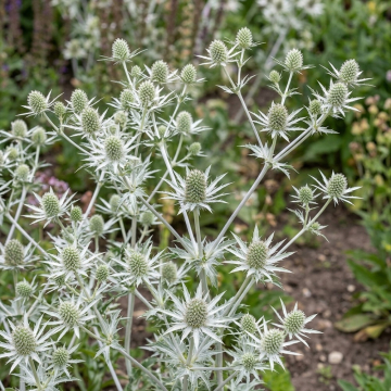 Eryngium (Sea Holly) 'White Glitter'