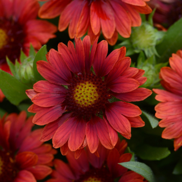 Gaillardia - Mesa Red