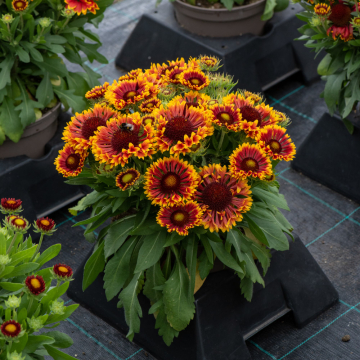 Gaillardia - Mariachi Copper Sun