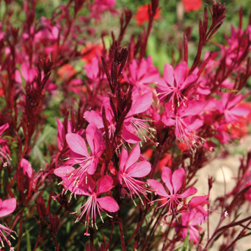 Gaura - Gambit Rose