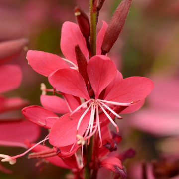 Gaura - Whiskers Deep Rose