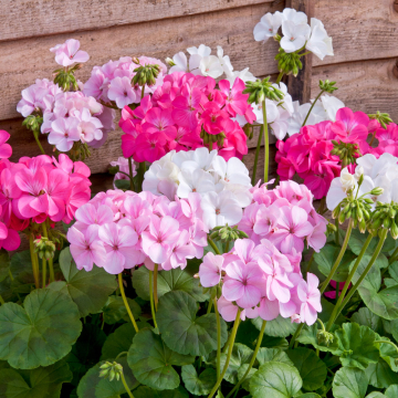 Geranium (Pelargonium) - Palladium Candyfloss Mix