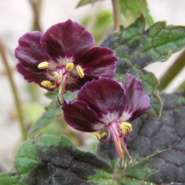 Geranium - Samobor