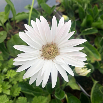 Gerbera 'Garvinea Sweet Frosting'