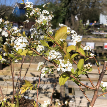 Spiraea 'Goldfire'