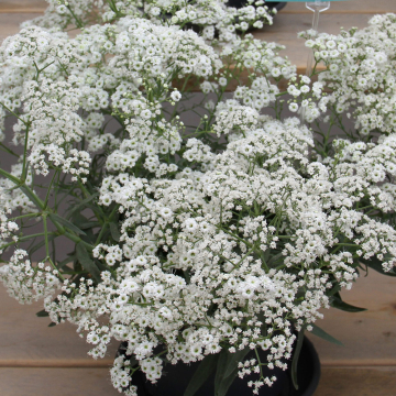 Gypsophilia – Starflakes