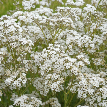 Gypsophila 'Baby's Breath'