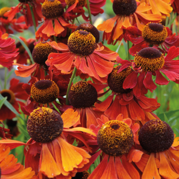 Helenium - Moerheim Beauty