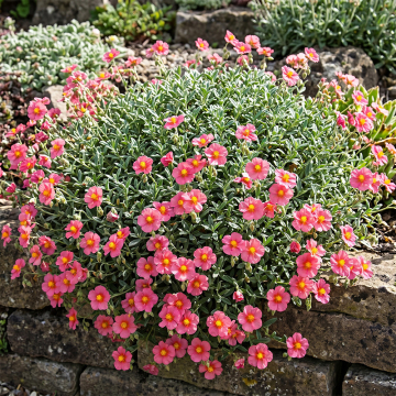 Helianthemum - Ben Hope