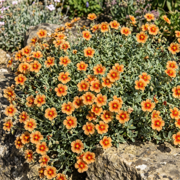 Helianthemum (Rock Rose) 'Bronze Carpet'