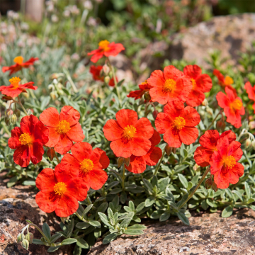 Helianthemum - Fire Dragon