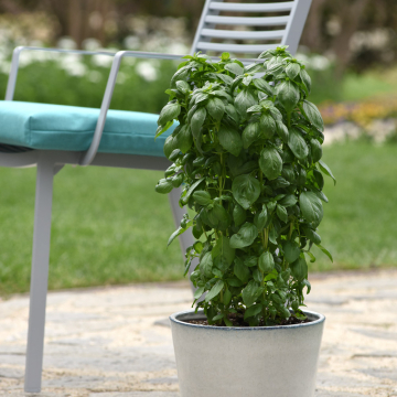 Basil - Everleaf Emerald Towers