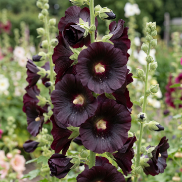 Hollyhock - Arabian Nights