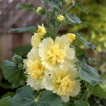 Hollyhock - Spring Celebrities Lemon