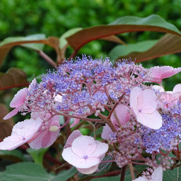 Hydrangea - Hot Chocolate