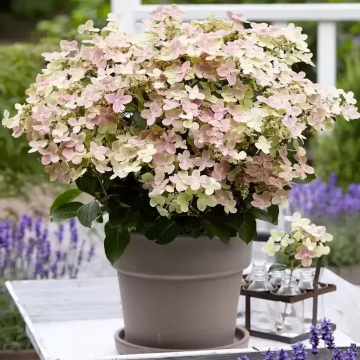 Hydrangea - Polestar