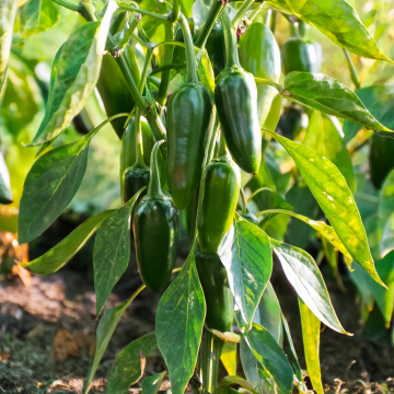Chilli Pepper - Jalapeno