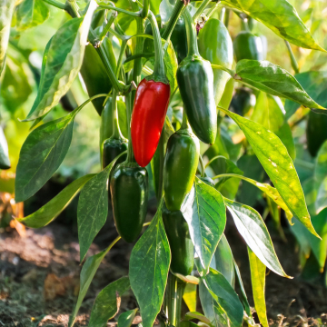 Chilli Pepper - Jalapeno (Kitchen Buddies)