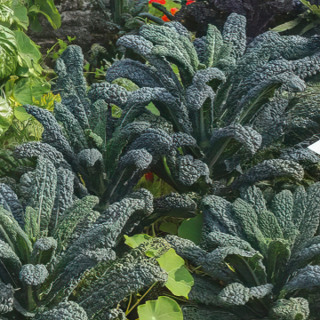 Kale - Nero di Toscana