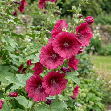 Lavatera - Burgundy WIne