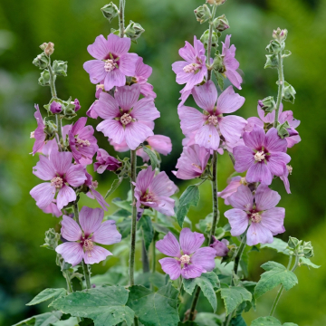 Lavatera - Lilac Lady