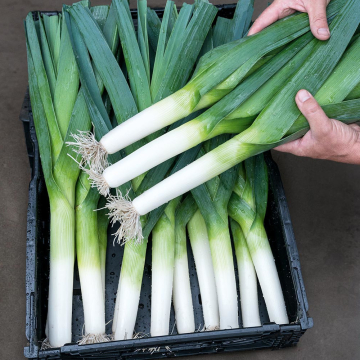 Leek - Rally