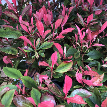 Photinia	'Little Fenna'