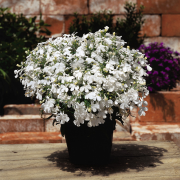 Lobelia - Riviera White