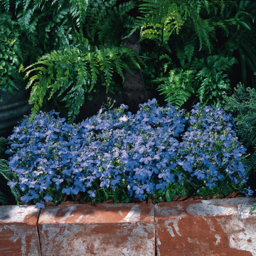 Lobelia - Riviera Sky Bue