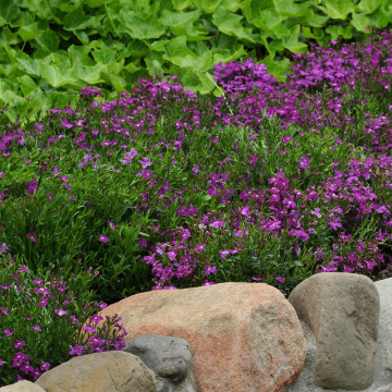 Lobelia - Riviera Rose