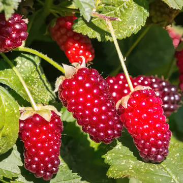 Loganberry - Thornless