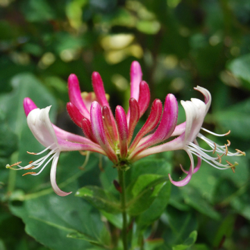 Honeysuckle - Serotina