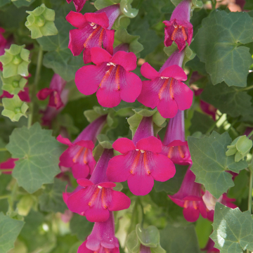 Lophospermum (Creeping Gloxinia) - Lofos Compact Pink