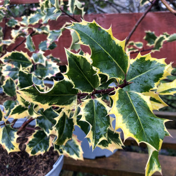 Ilex (Holly) 'Madame Briot'